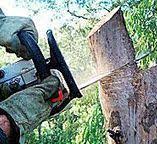 Best Emergency Tree Removal  in Gilbertsville, PA