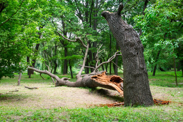 Best Lot and Land Clearing  in Gilbertsville, PA