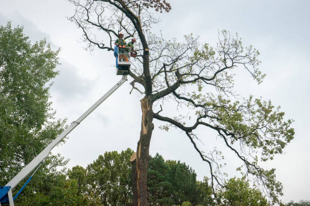 Best Utility Line Clearance  in Gilbertsville, PA
