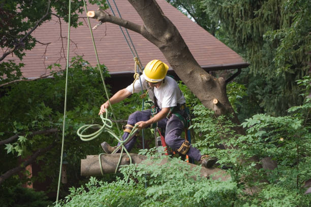 Best Pest Control for Lawns  in Gilbertsville, PA
