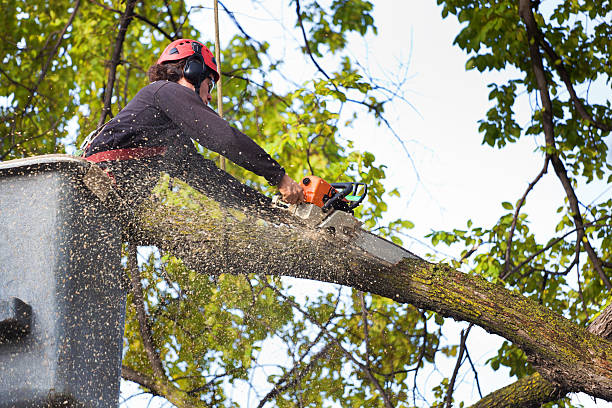 Best Commercial Tree Services  in Gilbertsville, PA